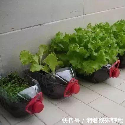 蔬菜|空油桶别扔了，剪一刀在阳台种菜，不用再买菜，一家人1年吃不完