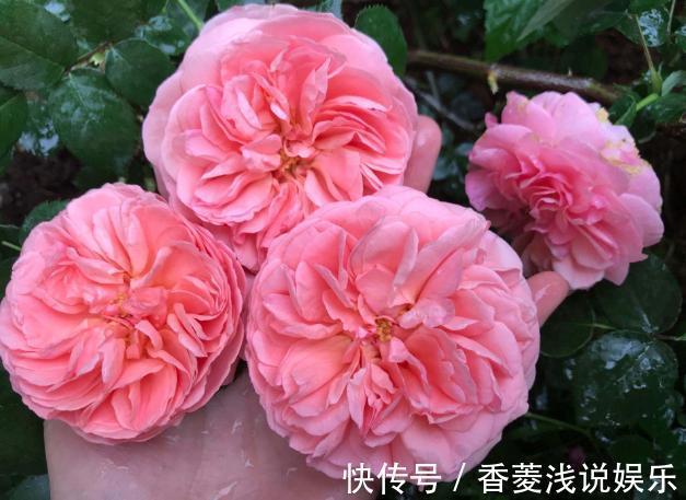 盆栽什么花草，搁阳台成一片花海？选此4款，花期长、花量大