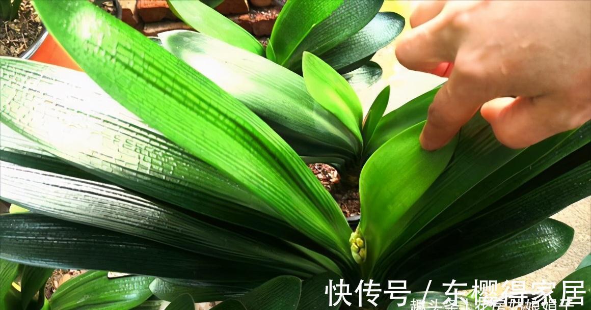 叶芽|君子兰不能随意“砍头”,操作需谨慎,要做好这几件事,成活率高
