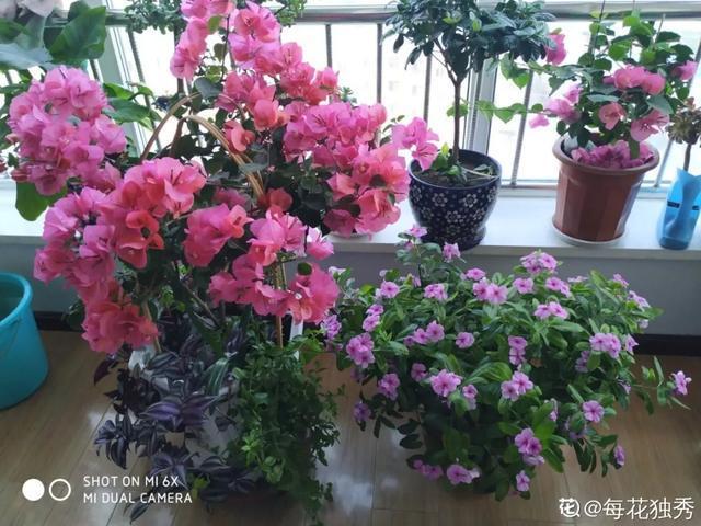 扦插|三角梅的养护大全摘光叶子，少浇水，使劲晒，开花爆满盆