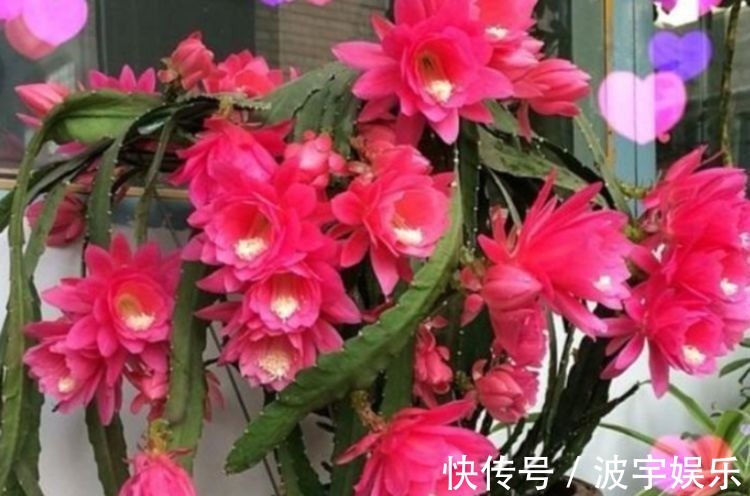 几种花养家里真好看,花朵硕大花期长,美不胜收好养活,养花首选