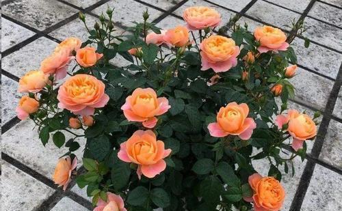 海神王|这些月季专为阳台而生,分枝多开花旺抗病性强,好养好看适合新手