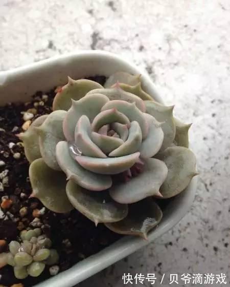 水和光多少是适量,50种常见多肉植物度夏攻略