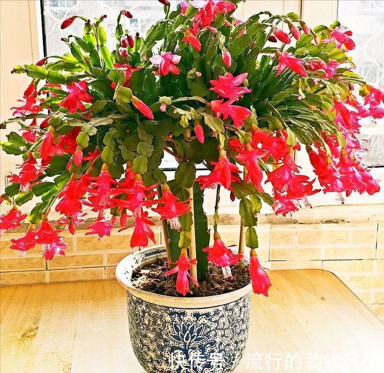 养这“10种花”，经常喷喷水，越长越旺“越精神”