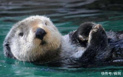 10个冷知识,在太空能清楚的看见长城吗?