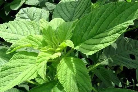 长寿菜|人称长寿菜,农村很常见,含钙量比蔬菜高,以后遇到记得摘点