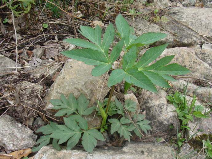 野草|农村生长的这种多年生草本植物，全株有毒，却有治疗骨髓炎的功效