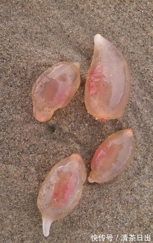 沙滩|奇闻:沙滩边发现“怪石”,不停蠕动画出未知图案,游客不淡定了