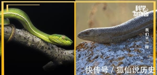 你见过没有翅膀的鸟、长四条腿的鱼吗?