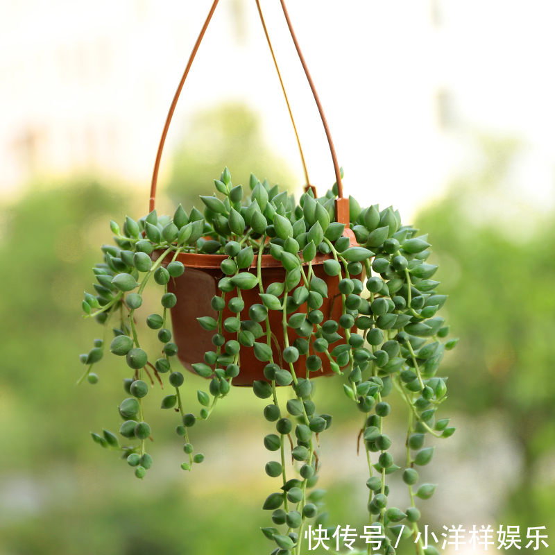 树苗|老大爷偷偷告诉出门见到此树苗,赶紧悄悄带回家,来年大丰收