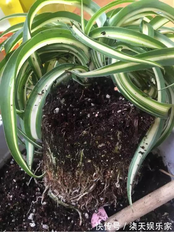 4种花爱“吃土”,1年不换盆,盆里全是根不见土,换盆才能长好