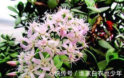 养殖|这“3种”树，养成室内“老桩盆景”，观赏价值高，越养越耐看