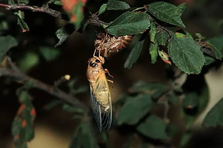 寒蝉|立秋之后,寒蝉鸣
