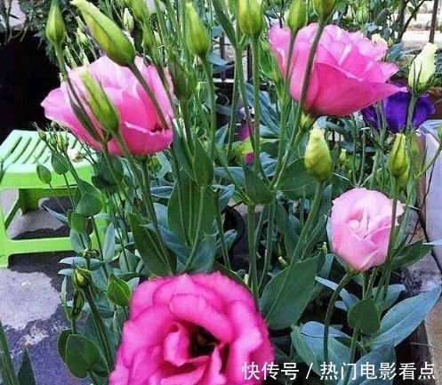 四种花常年开花易爆盆，被称为花卉界的劳模，美不胜收