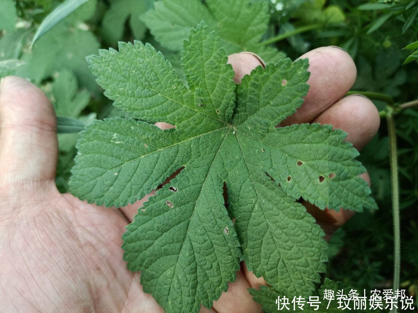 割人藤|农村常见的野草,农村人对它是又爱又恨,这究竟是为什么呢?