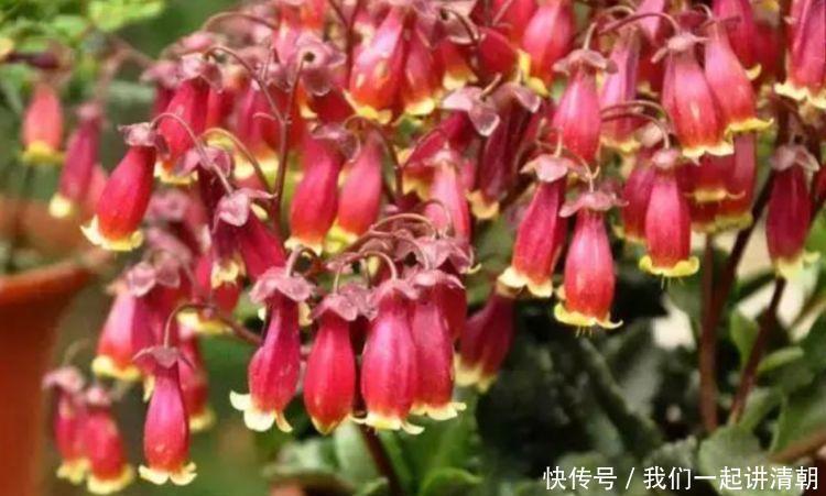 4种花很好养,花开酷似一盏盏红灯笼,养在哪里都爆盆,惹人喜爱