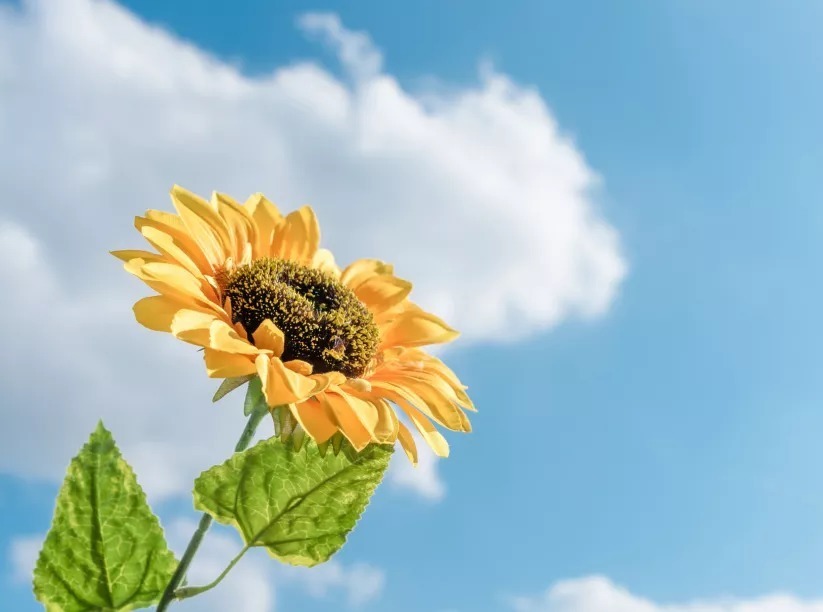 充盈|人到四十， 精气自半！简单「补气」4步法让精气充盈起来，保持年轻态