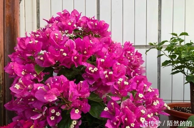 阳台养上6种花,再不担心没花赏,开花一茬接一茬,花朵鲜艳!