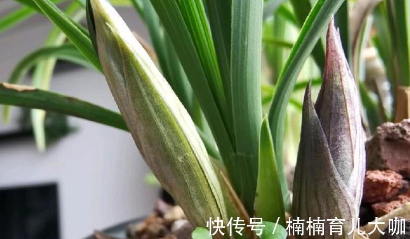 兰花缺“肥”会出现的症状,早点知道才能早“下药”,救命!