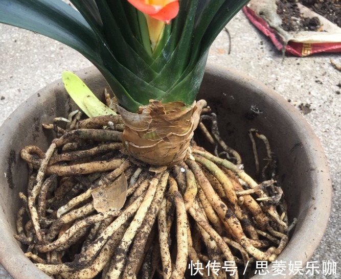 叶子|君子兰有3个症状,及时处理,否则花期不开花