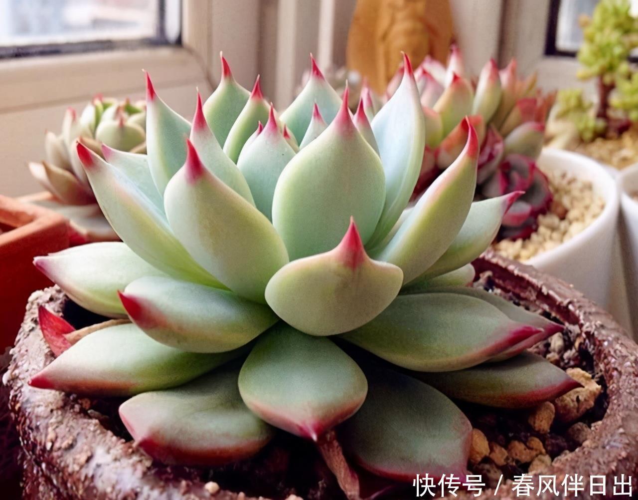 冬天养多肉,3个“不小心”,个个“徒成狗”?砍头才是硬道理