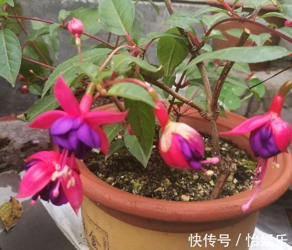 夏季养花一浇水就死,一施肥就烂根重点在这里,促休眠3点措施