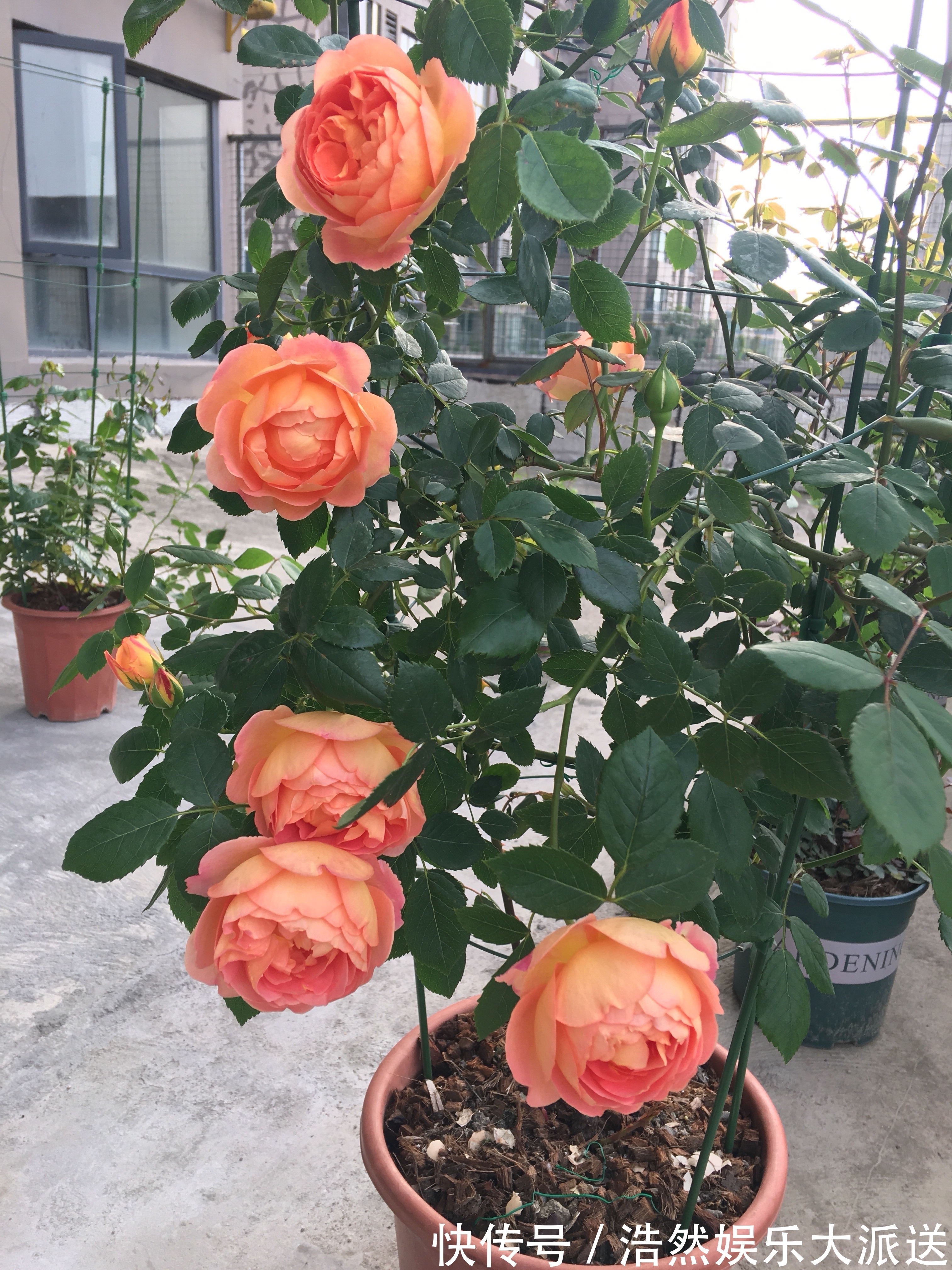 私人小花园|阳台养花选这款，花量巨大，可做花墙，全年可开花，漂亮又好养