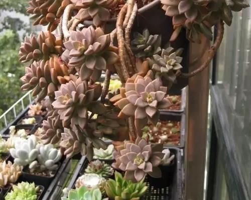 新手养多肉植物，春天牢记3个字，根不烂，个个胖嘟嘟