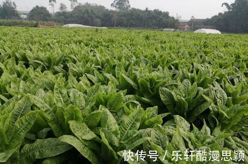 秋季养生, 这几种食物最养人。