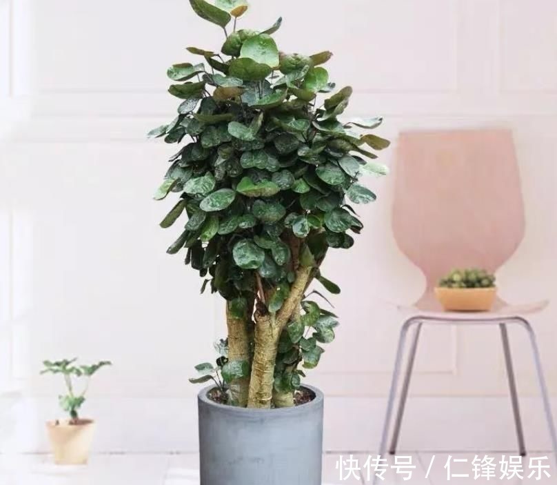 客厅养花,4种大气好看的品种别落下,关键是寓意好