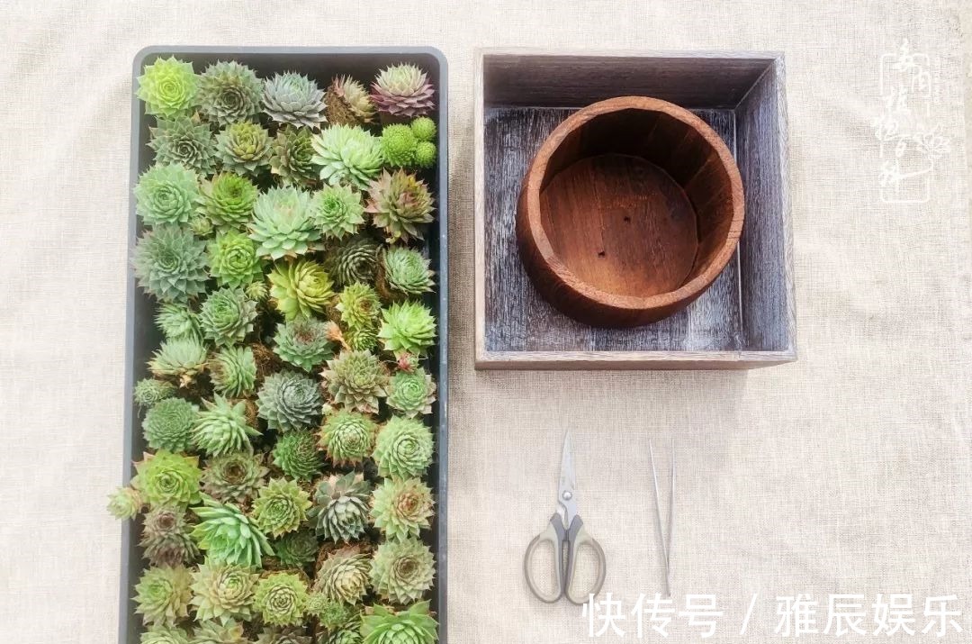 框子|这多肉拼盘这么仙!如何制作达人手把手教你制作长生草拼盘!