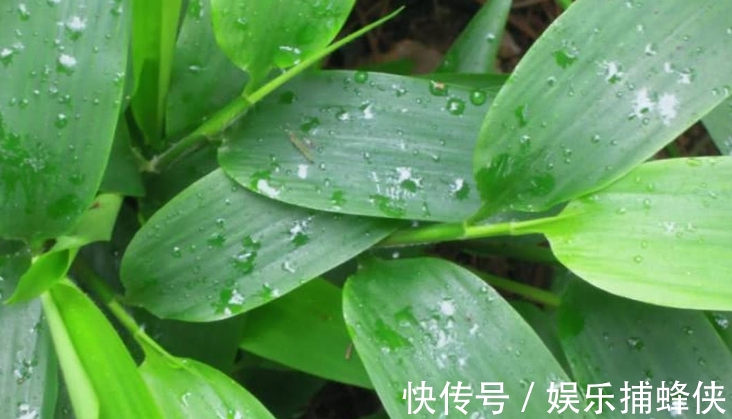 野生|农村这种野生的植物,拿来煲汤喝起来美味,营养价值也高!