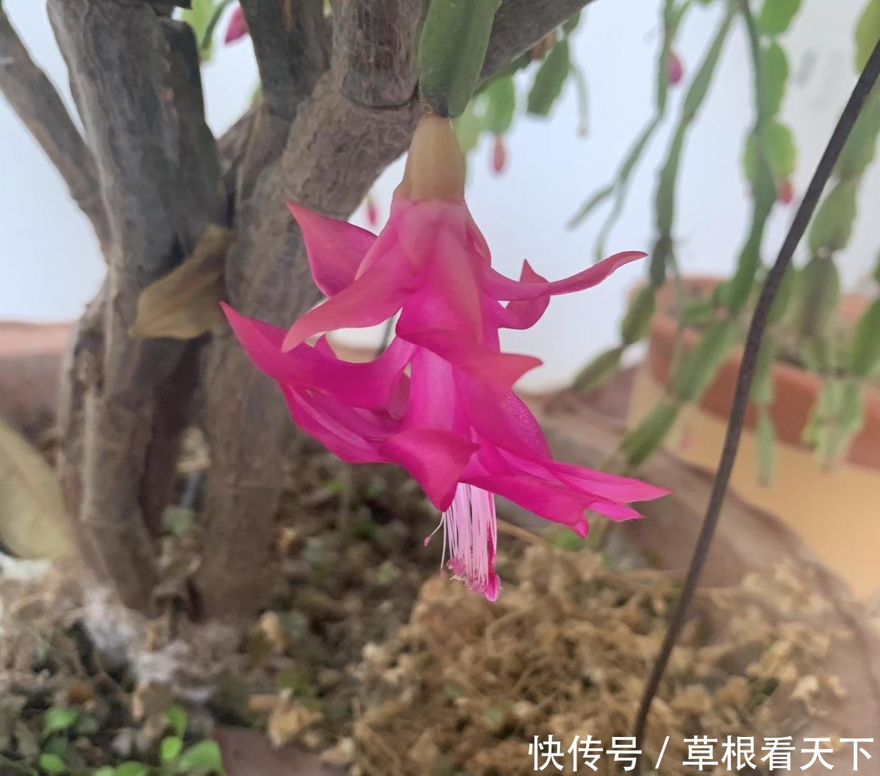 刘大娘养的蟹爪兰,10年时间,长成“蟹爪兰树”,开出花苞雨