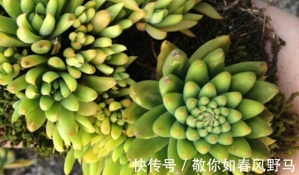 松树类|瓦松?是不是以为是松树,那就错了,它长得可是很可爱的