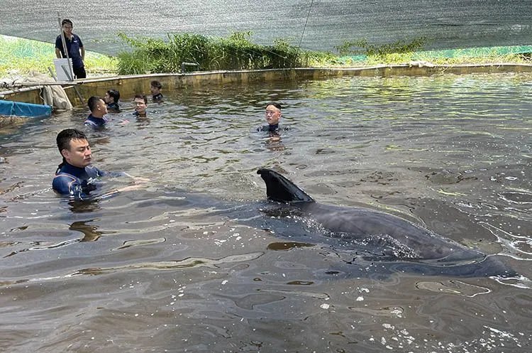 输液|紧急救援！实拍浙江被救瓜头鲸输液现场