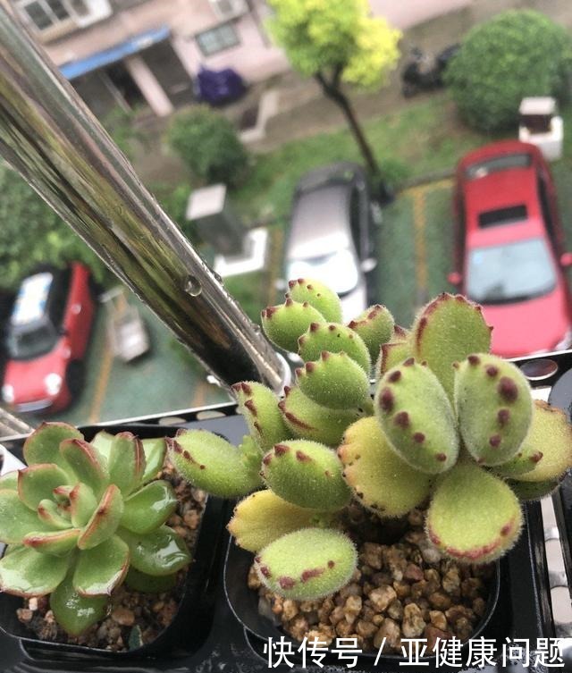 多肉徒长的“3个秘密”,这3点“不要做”,不徒长,不摊大饼!