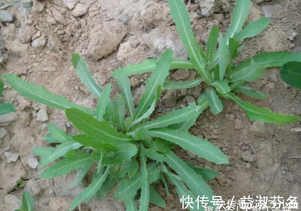 美味|它是地里生长的“天然青霉素”,隔三差五吃一次,营养美味又解馋