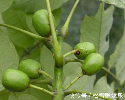 野果|农村这野果似枇杷,挂在树上无人摘,掉落地上却抢着捡,见过吗