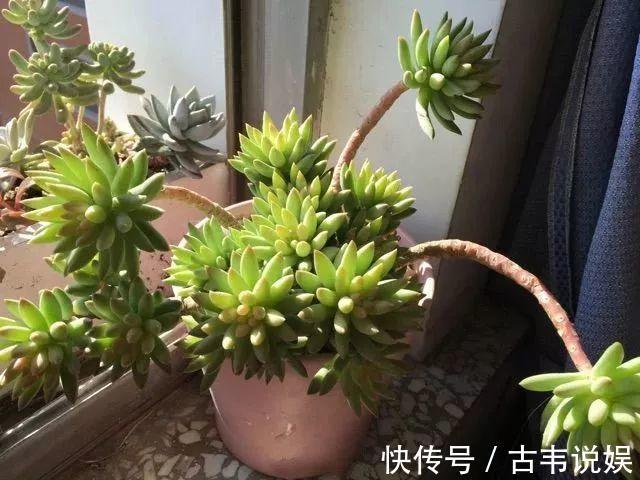 别人扔的多肉，他非要捡，最后照样也能养爆盆！