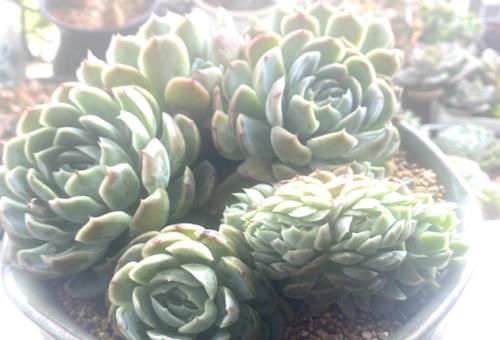 多肉上盆以后的浇水时间非常重要,稍微把控不好它们就可能出问题