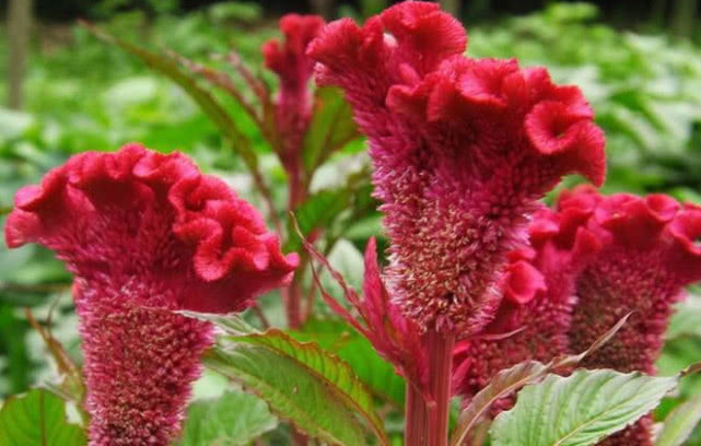 鸡冠花|春天了常吃此物,排毒素,去风湿,远离妇科炎症,子宫更健康!