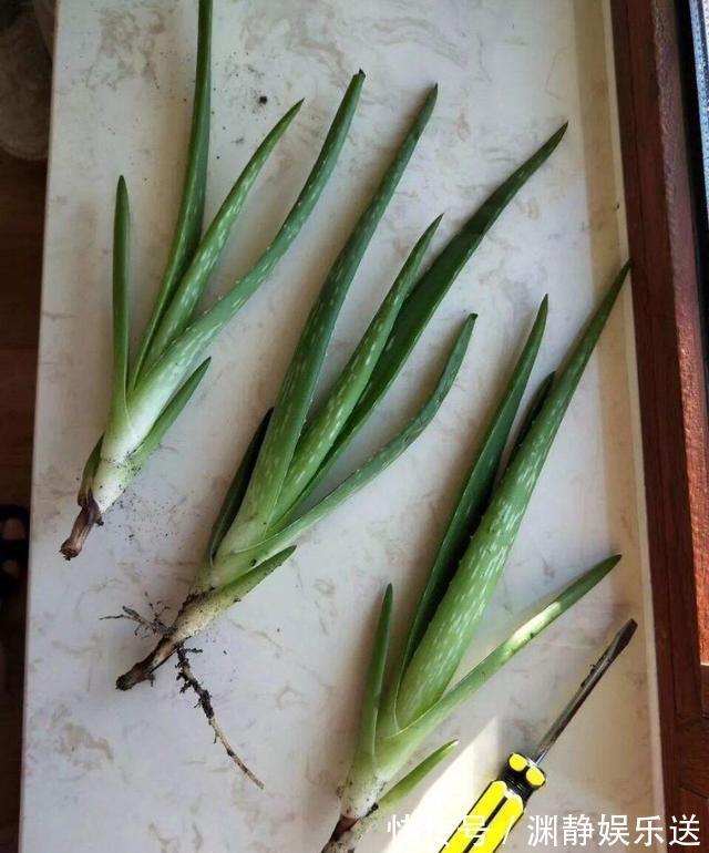 秋季|芦荟长爆盆了怎么办简单1个技巧，一盆养出20盆，侧芽多成老桩