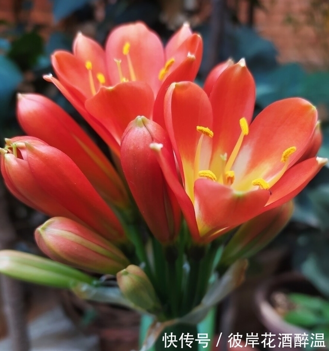 如何让君子兰主动开花?给你4个建议,到时间就开,不用发愁