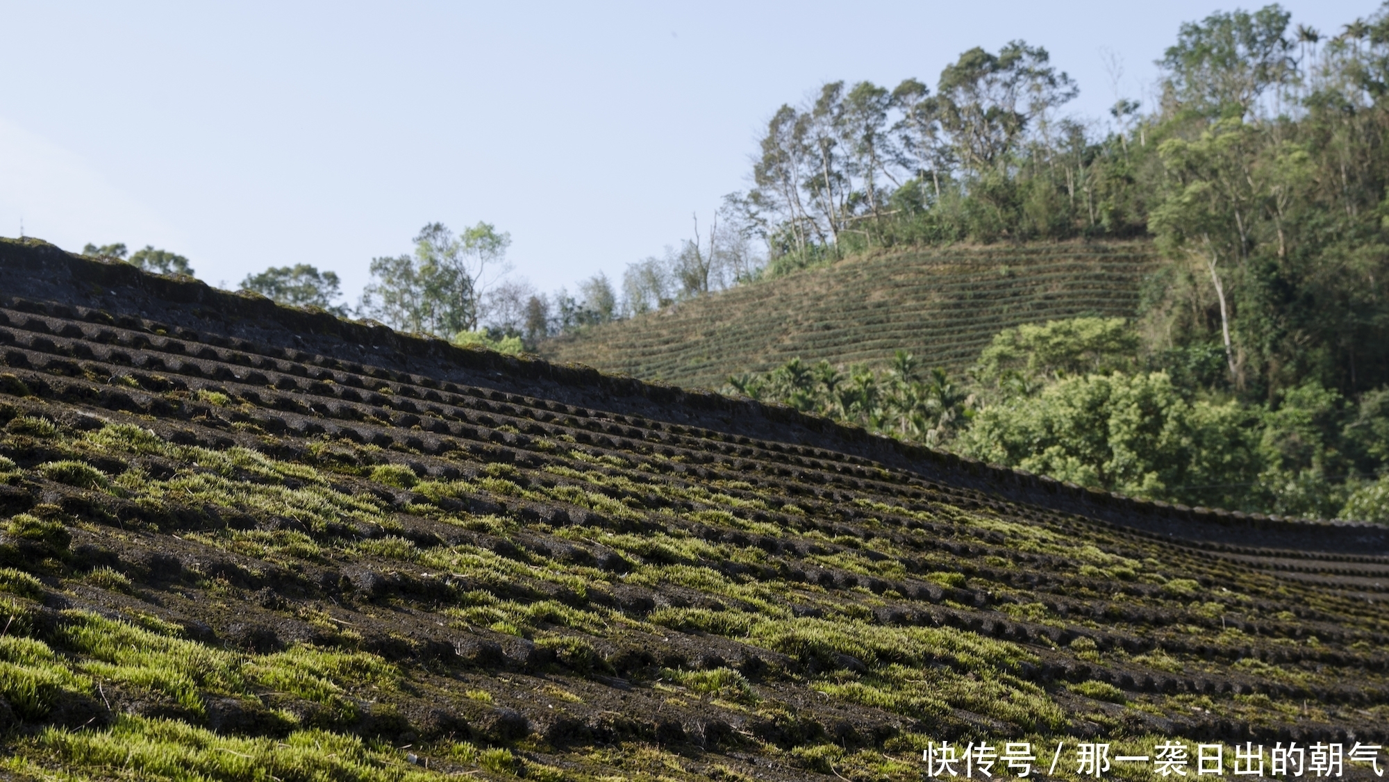 茶园|慢拾：走出民宿，跟着自己的心散步去