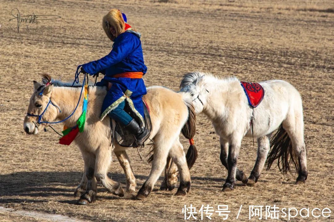 成吉思汗|西乌珠穆沁旗的白马个子不高，块头也不大，却是马群中的贵族