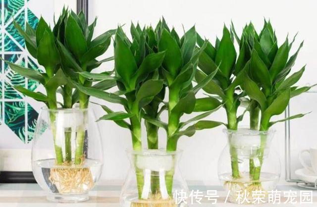植物|真正适合“水培”的植物有5种，其他的水培是“遭罪”，难养好