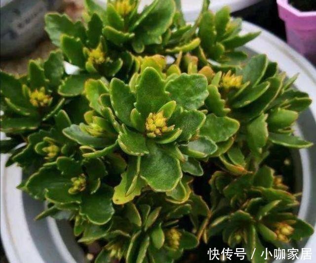 花孕蕾|养长寿花,花盆里放3种“小东西”,花苞长满枝头
