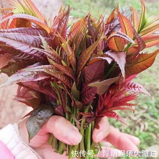 这3种青菜自带有毒物质,别忘记焯水,为了家人的健康别嫌麻烦