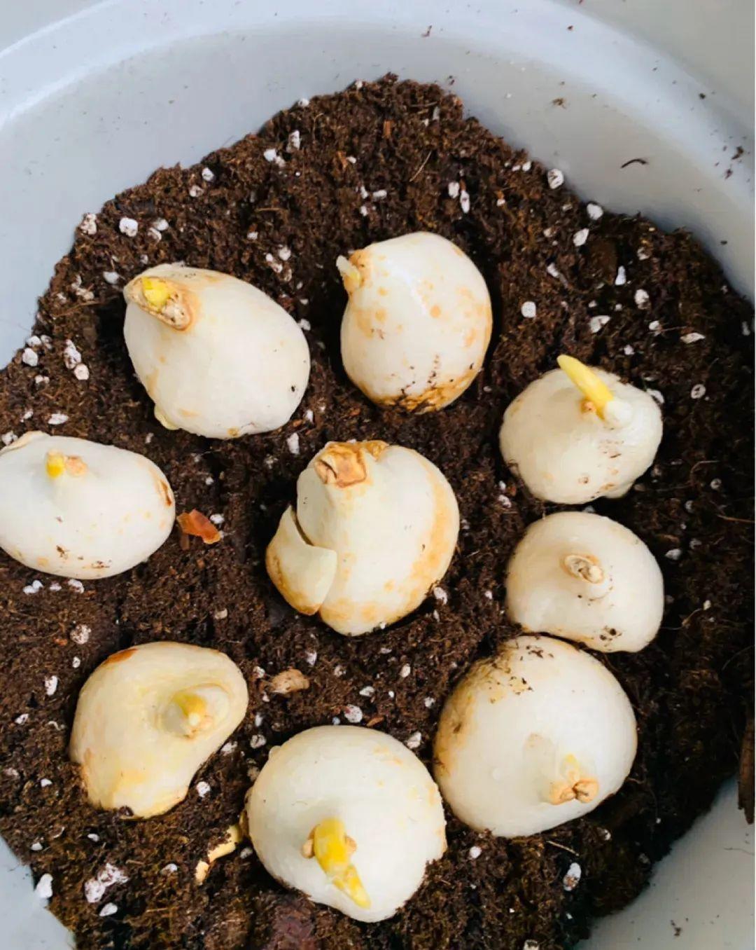 秋天|秋天必养的11种花，冬天特别耐寒，南北方都能养