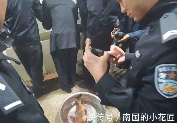 菜市场|长的丑判得久长的怪判得快,牢底坐穿鱼已过时,倾家荡产鱼出世